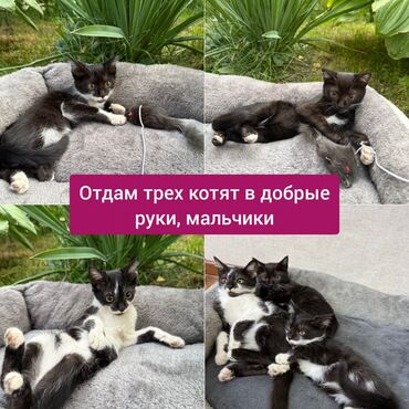 черепашьи яйца купить: Кошка даром: Беспородная, 2 месяца, Мальчик, Приучена к лотку