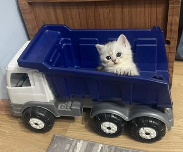 показы 1 354 72 договорная кошка даром британская короткошёрстная 1 год мальчик метис 2 позвонить написать: Скотиш Страйт (Шотландская прямоухая), 1 месяц, Девочка, Серебристая шиншилла, Приучена к лотку