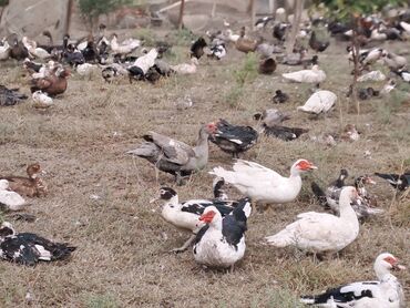 Quş: Salam lal ördəklər satılır .Fərələr 25 xoruzlar 35 azn .Fərələr — 20