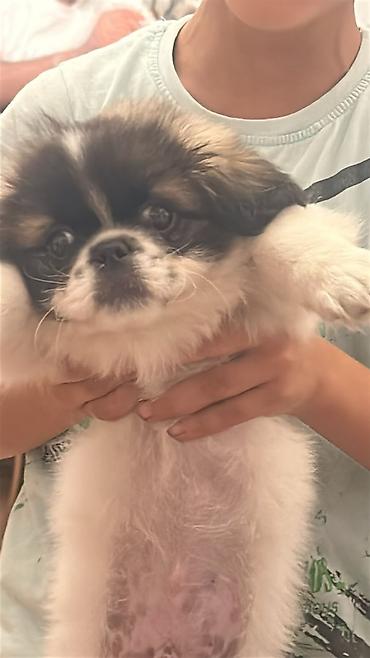 heyvanlar: Pekines — 5
