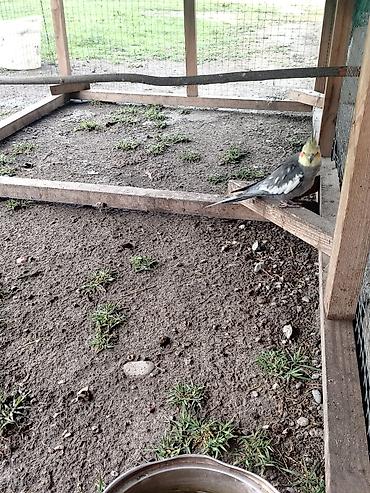danisan tutuqusu satisi: Nimfa (Cockatiel) – boz-ağ rəngli, sarı başlı və yanaqlarında narıncı — 3