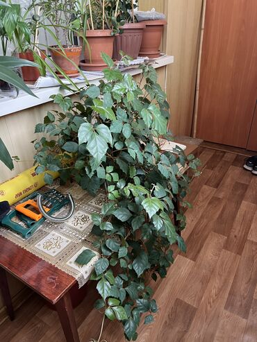 жугору цена: Шикарные цветы 1000 сом