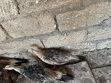 ov quşları: Qaraqanad ve Yava tovuz quslari,4 ayliq. 1ededi 250 azn - — 1