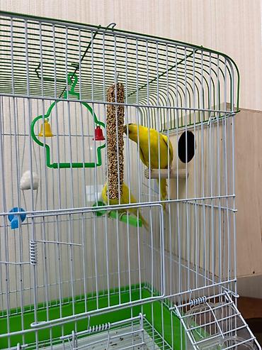 qəfəsi: 2qus disi erkek vitaminleri qefesi hamisi birlikde 50m yumurtaya dusub — 2