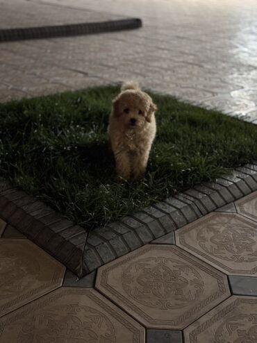 Услуги ветеринара: Продаем в хорошие, заботливые руки мини-пудель, девочка, 7 месяцев( — 5