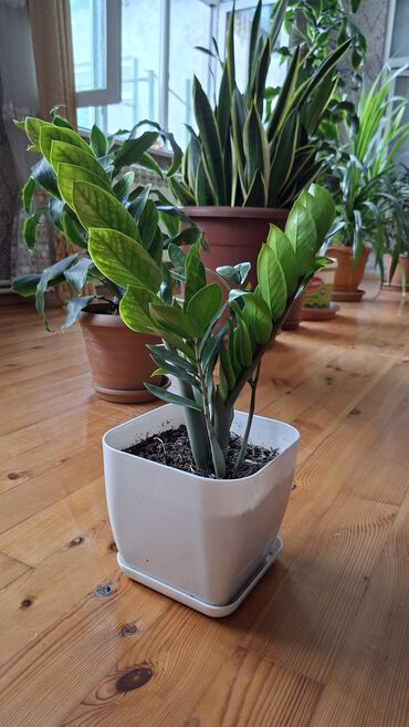 Уличные растения: Zamioculcas zamiifolia bitkisi ağ rəngli kvadrat formalı qabda, qabın
