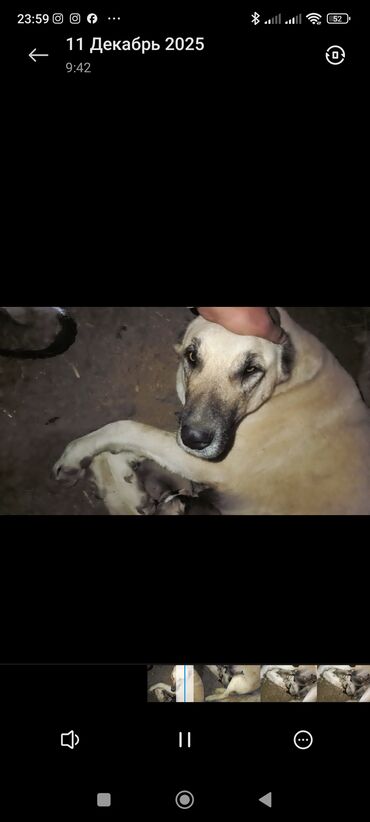 Продажа собак: Кангал чистокровный Пастушьи собаки крупного типа (светло-палевый — 6