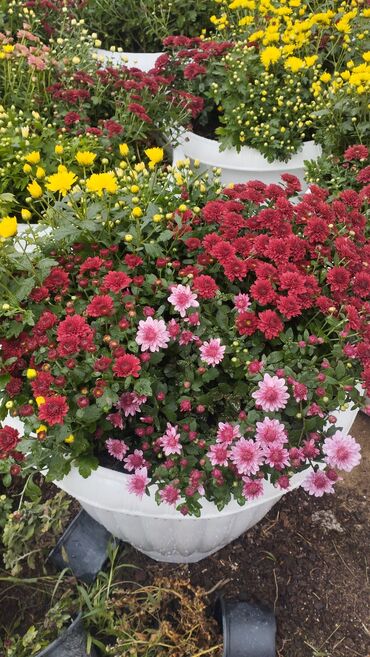 Çöl bitkiləri: Müxtəlif rəngli Xrizantema payızgülü güllərinin topdan və pərakəndə — 13