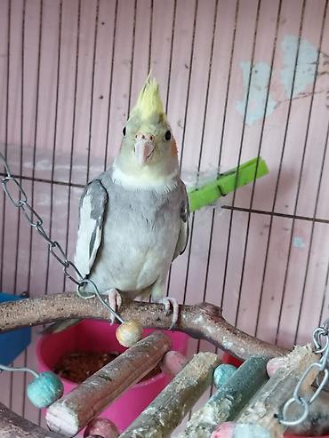 qus sesleri: Nimfa (cockatiel) papağanı – boz-ağ lələklər, sarı çəngəlvi toqqa və — 2