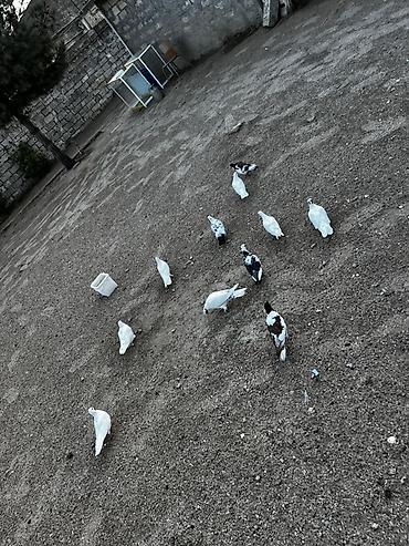 Plymouth: Salam 11quşdu sonu 3.5dən — 2