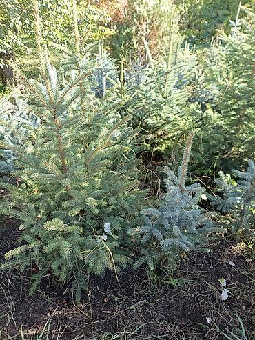 мебель алабыз: Ель голубая (Picea pungens, Blue Spruce) — саженцы с открытой корневой — 2