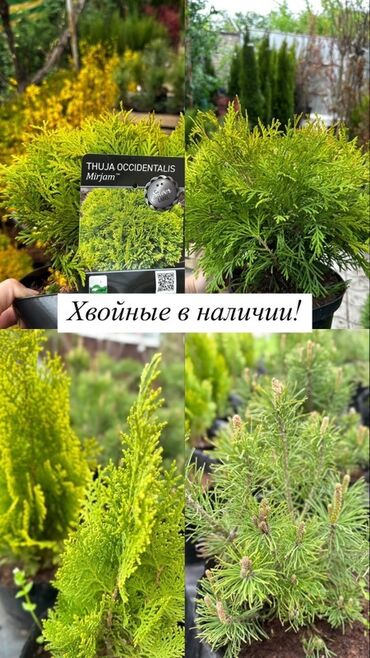 Декоративные деревья: Саженцы деревьев: Туи, Самовывоз, Платная доставка