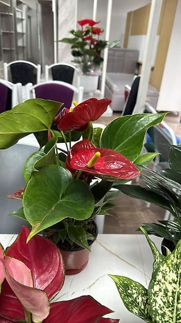 Антуриумы: Антуриум (Anthurium) в горшке - Компактный куст с плотными глянцевыми — 21