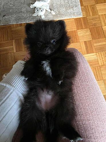 Psi: Na prodaju preslatki pomeranci U naš dom su sasvim spontano stigle — 2