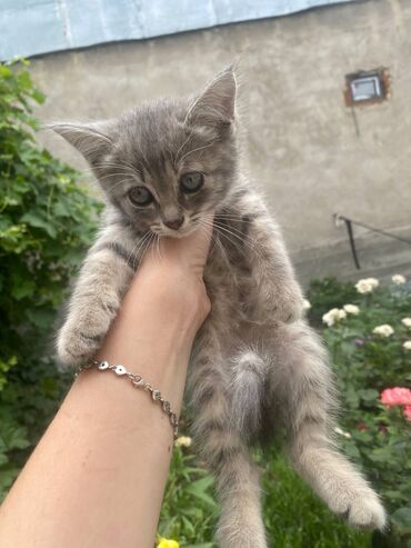 котята серые: Кошка даром: Беспородная, 2 месяца, Девочка