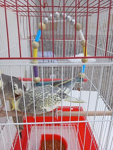 korella satışı: Erkey disidi satmaq meqsedim ölkeden gedirem baxan olmayacaq qefes — 4