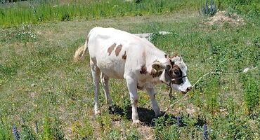глубоко стельная корова: Продаю | Бык (самец) | Голштин, Алатауская | Для молока | Племенные