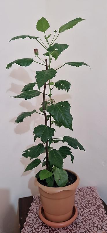diffenbaxiya bitkisi: Qırmızı güllü ev hibiskusu (Çin qızılgülü) – saksıda - Bitki növü — 4