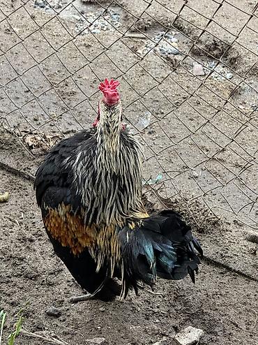 Птицы: Продаю петухов бентамки! Прошлого года! Курочек топчат и кукарекают! — 3