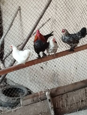 ечки сатам: Продаю карликовые куры и петух три курицы 1 петух всех сразу цена