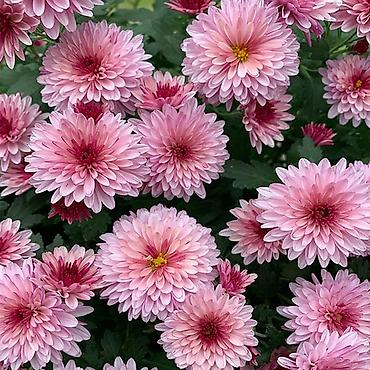 Другие садовые цветы и кустарники: 🌸 Хризантема Мультифлора: Ваш готовый бизнес к осенним праздникам! 🌸 — 9