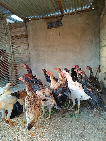 kakadu quşu: O shamo fereler 50-100 azn arasi xoruz 100 150 azn.Sumqayit — 7