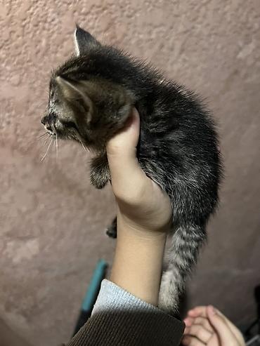 бурманский котенок: Котёнок тигрового окраса (серо-коричневый табби) с яркими полосками и — 2
