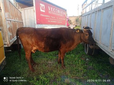 луговое быки: Продаю | Корова (самка) | Алатауская | Для разведения | Не стельные