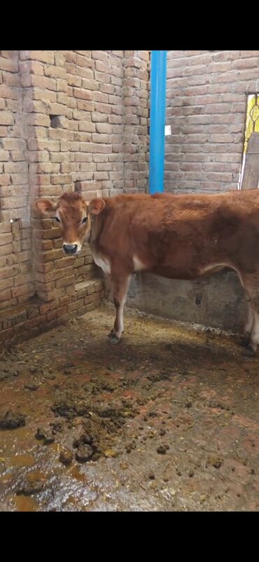 Inəklər, öküzlər: Inek 3 balasi dogub disi balaldir 4 ayliq disi duyesi var her saganda — 5