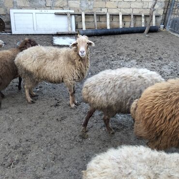 Qoyunlar, qoçlar: Qoyunlar kim wekilde satılır 1qoc 6qoyun var — 7