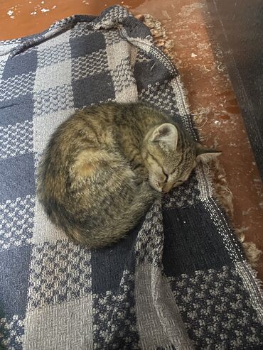 британец кот: Кошка даром: Беспородная, Мальчик