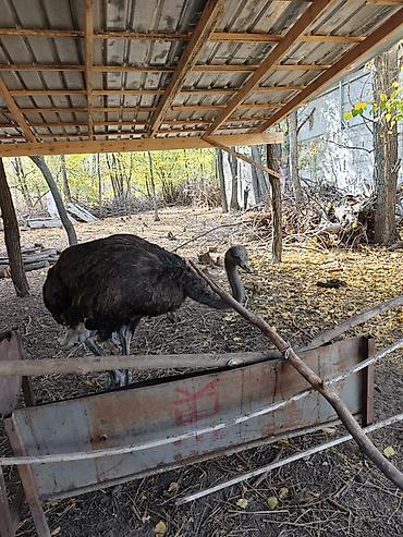 мал доктор: Африканский страус (Struthio camelus) Находится в Токмоке срочно — 6