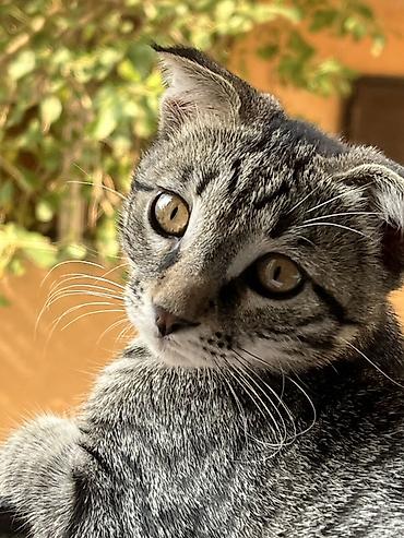 Tabbi, Erkək