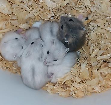 Gəmiricilər: Yeni 2mərtəbəli qəfəs 2xomyak ağ və boz🐭 qəfəsin içində Fırlanan çarxı — 10