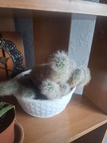 Другие комнатные растения: Продаю Много Комнатных Расстений — 6