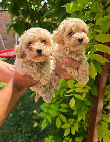 stenci maltezera: Maltipoo stenci spremni su za preuzimanje. Mama je maltezer malog — 1