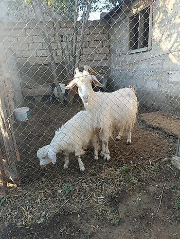 sud veren keci: Çəpiş erkəkdi.Anası 4doğardı — 1