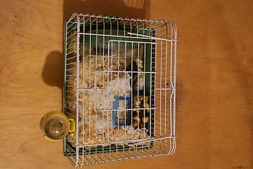 hazir yuva: Cırtdan hamster + qəfəs dəsti - Növ: cırtdan hamster (Djungarian — 2