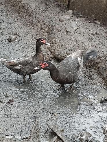 kənd xoruzu: Erkək, | Lal ördək, Damazlıq, Ödənişli çatdırılma — 2