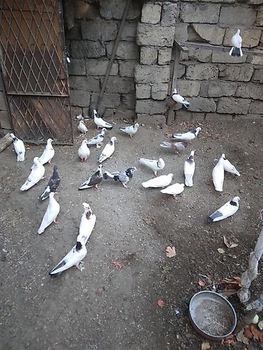 Heyvanlar: Bu Göyərçinlərin balası satılır uçuan quşdardı qarınları tutmuş — 4