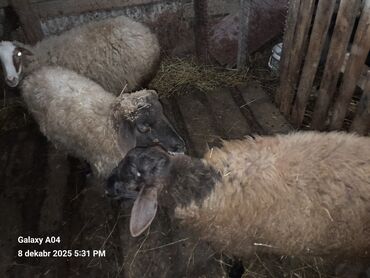 Qoyunlar, qoçlar: QOYUN-QUZU KEÇİLƏR — 3