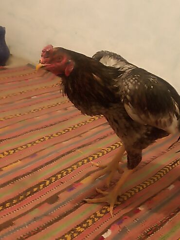 Куры, петухи: Продаю | Петух | Бойцовая | Для разведения — 4