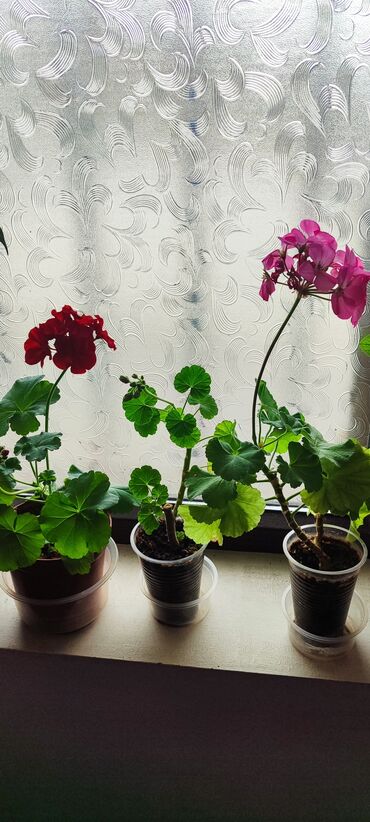 Другие комнатные растения: Бишкек мкрн Кок Жар и рабочий городок! Пеларгония карликовая - — 6