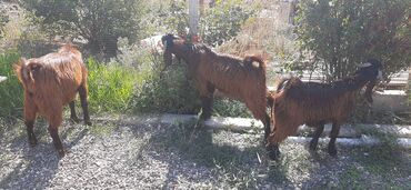 Digər kənd təsərrüfatı heyvanları: 7-8aylıq hələb çəpişləri,damazlıq və ətlik üçün əladı — 2