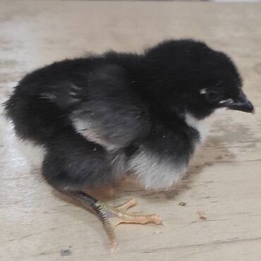 Cücələr: Toyuq cücələri, Damazlıq, Rayonlara çatdırılma, Ödənişli çatdırılma, Ünvandan götürmə — 8