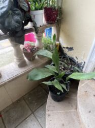 Xalçalar: Xalça -da lalafo.az — 41 Xalçalar: Xalça — 41