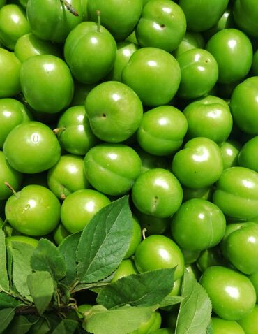 hazır biznes market: Göyçaydan bugün gəlib super alçadır 🌿 Çox götürən olsa 6 manatdan