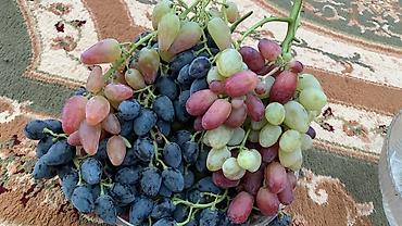 Фрукты и ягоды: Черенки винограда для проращивания из них саженцев. Имеется около 10 — 7