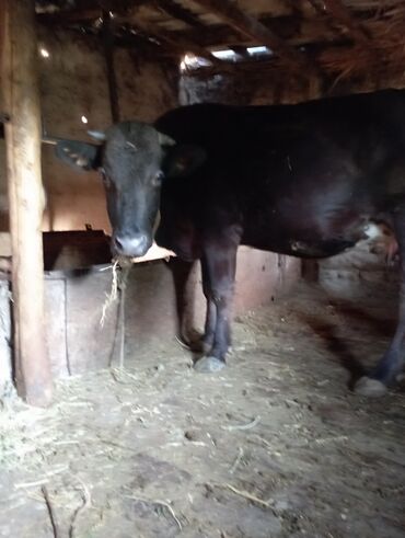 Коровы, быки: Продаю | Корова (самка) | Алатауская, Айрширская, Абердин-ангус | Для молока | Стельные