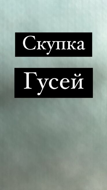 купить индюков: Куплю гусей много